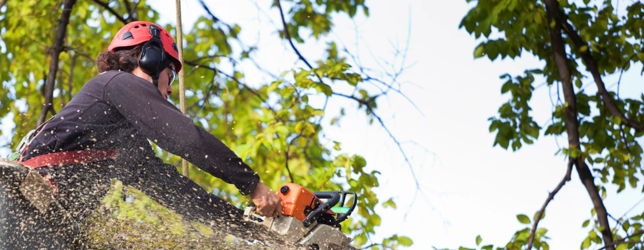 Peoria IL Tree Service: Your Trusted Tree Care Partner in Peoria, Illinois